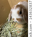 We welcomed a newborn Holland Lop puppy. 143632837