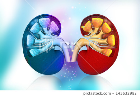 Cross section of human kidney 143632982