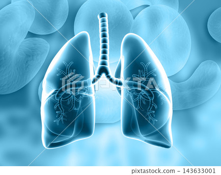 Human Lungs,Human Respiratory System Human Lungs,Human Respiratory System 143633001