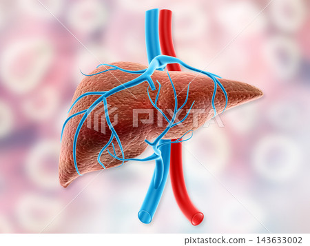 Human liver anatomy Human liver anatomy 143633002