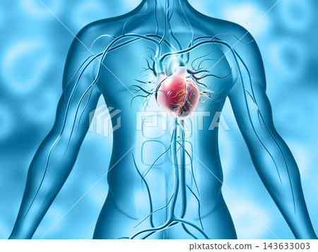 Human heart anatomy Human heart anatomy 143633003