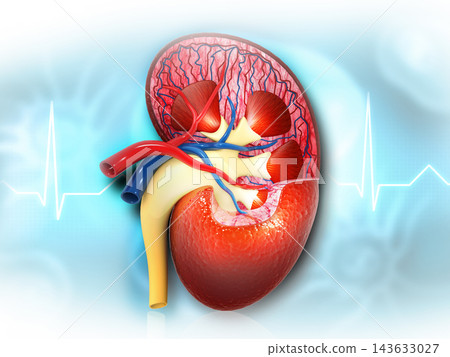 Cross section of human kidney Cross section of human kidney 143633027