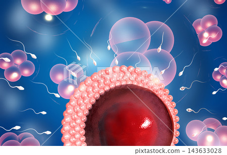 Human sperm cells and egg cells 143633028