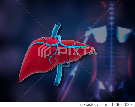 Human liver anatomy Human liver anatomy 143633029
