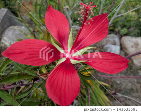 楓葉木槿有五片鮮豔的紅色花瓣。 143633595