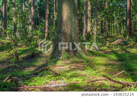 陽光透過樹葉灑落在針葉林中;柏樹林;滋賀縣大津市八屋戶 陽光透過樹葉灑落在針葉林中;柏樹林;滋賀縣大津市八屋戶 143635214