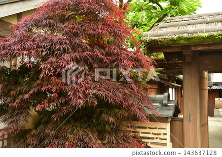 改變葉子的Momiji 143637128