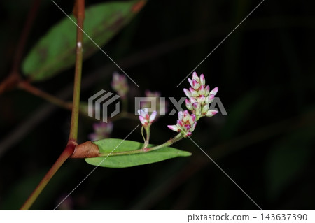 自然,植物:矢野草,一種秋季開花的野花。據說它的名字來自於其葉片的形狀酷似箭根(箭頭)。 自然,植物:矢野草,一種秋季開花的野花。據說它的名字來自於其葉片的形狀酷似箭根(箭頭)。 143637390