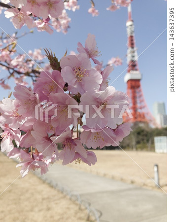 河津櫻花盛開,東京鐵塔 河津櫻花盛開,東京鐵塔 143637395