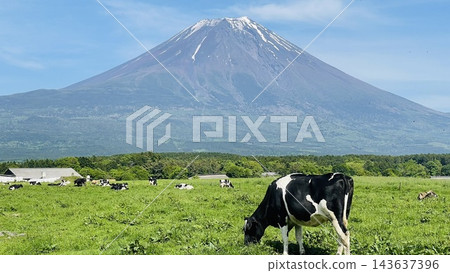 夏初的朝霧高原,乳牛在牧場吃草,背景是富士山。 夏初的朝霧高原,乳牛在牧場吃草,背景是富士山。 143637396