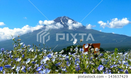 一片粉蝶花田,富士山巍峨聳立,藍天白雲點綴其間。 一片粉蝶花田,富士山巍峨聳立,藍天白雲點綴其間。 143637429