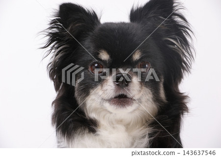 A close-up of a black Chihuahua's face, staring straight ahead against a white background. A close-up of a black Chihuahua's face, staring straight ahead against a white background. 143637546