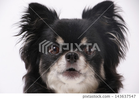 A close-up of a black Chihuahua with big, round eyes gazing at the camera. A close-up of a black Chihuahua with big, round eyes gazing at the camera. 143637547
