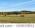 Herd of cows grazing in pasture with scenic colorful autumn forest background under blue sky. Livestock and farming concept 143637652