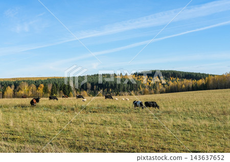 Herd of cows grazing in pasture with scenic colorful autumn forest background under blue sky. Livestock and farming concept 143637652