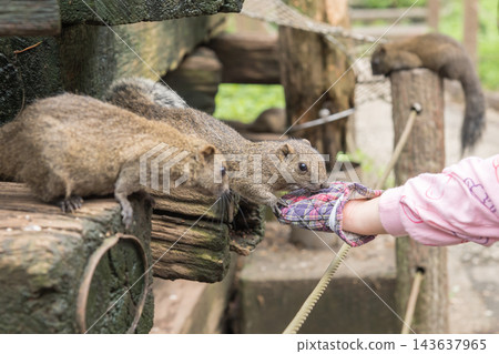[Machida Squirrel Park: Feeding sunflower seeds to squirrels] 143637965