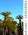 Cycads 143638064