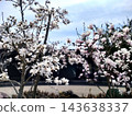 Magnolia blossoms in full bloom adorn the spring sky. 143638337