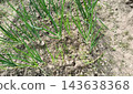 Green onion plants growing in rows in an outdoor garden, showing fresh spring scallions cultivating in fertile brown soil under natural light 143638368