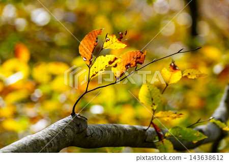 有紅色葉子的山毛櫸森林 有紅色葉子的山毛櫸森林 143638612