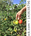 The gardener's hand checks the tomatoes on the vines at the plantation. 143638796