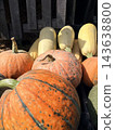 Assorted harvest of large orange pumpkins and pale yellow squash stacked on wooden pallets 143638800