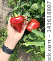 Hand harvesting a ripe red bell pepper from a plant in a vegetable garden. Organic farming, gardening, fresh produce, healthy eating 143638807