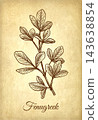 Fenugreek Plant Branch Pen and Ink Drawing 143638854