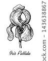 Iris Pallida Botanical Pen-and-Ink Illustration 143638867