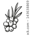 Sea buckthorn with leaves. Hand-drawn ink sketch. 143638869
