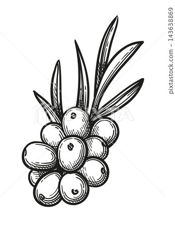 Sea buckthorn with leaves. Hand-drawn ink sketch. Sea buckthorn with leaves. Hand-drawn ink sketch. 143638869