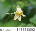 基倫喬瑪花 143638892