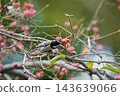 Great tit eating Mayumi fruit 143639066