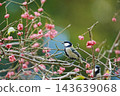 A great tit visits the red berries of the spindle tree. 143639068