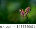 After the flowers of the red spider lily have bloomed 143639081
