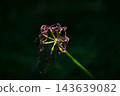 After the flowers of the red spider lily have bloomed 143639082