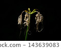 After the flowers of the red spider lily have bloomed 143639083