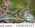 Great tit eating Mayumi fruit 143639107