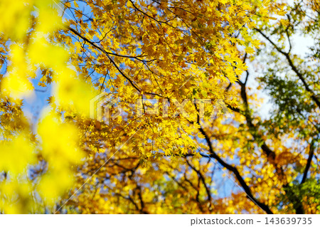 魚王山縣立自然公園,紅葉盛開 魚王山縣立自然公園,紅葉盛開 143639735