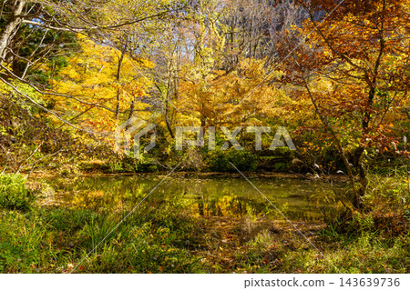魚王山縣立自然公園,紅葉盛開 魚王山縣立自然公園,紅葉盛開 143639736