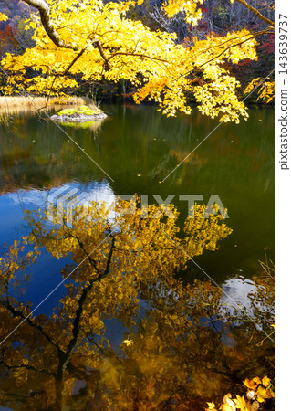 魚王山縣立自然公園,紅葉盛開 魚王山縣立自然公園,紅葉盛開 143639737