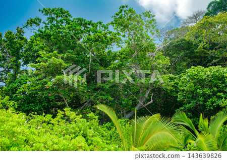 tropical plants in the jungle 143639826