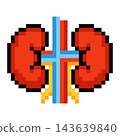 Pixel art kidneys with ureters and blood vessels 143639840