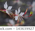 白天鵝花 143639927