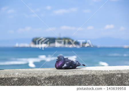 一隻鴿子在湘南七里濱休息,背景是江之島。 一隻鴿子在湘南七里濱休息,背景是江之島。 143639958