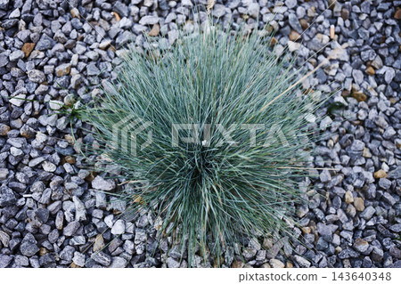 Top view of blue fescue grass festuca glauca on gray gravel Top view of blue fescue grass festuca glauca on gray gravel 143640348