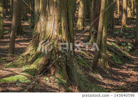 Coniferous forest with sunlight filtering through the trees; cypress forest; Hachiyado, Otsu City, Shiga Prefecture Coniferous forest with sunlight filtering through the trees; cypress forest; Hachiyado, Otsu City, Shiga Prefecture 143640596