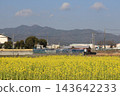 油菜田 143642233