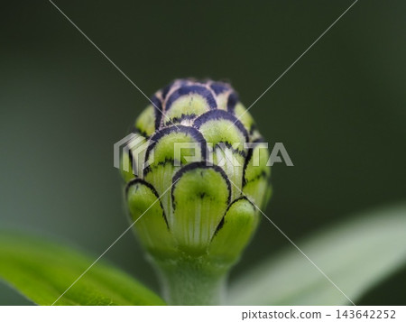 竹草的芽 143642252