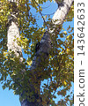A detailed wildlife photograph of a Great Spotted Woodpecker drumming on a tree trunk during autumn. The bird is framed by colorful yellow-green foliage and a clear blue sky. 143642633